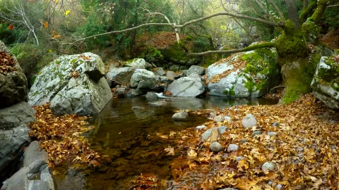 Free Video Stock Small Lake In A Forest With Rocks And Moss Live Wallpaper - Free Live Wallpaper