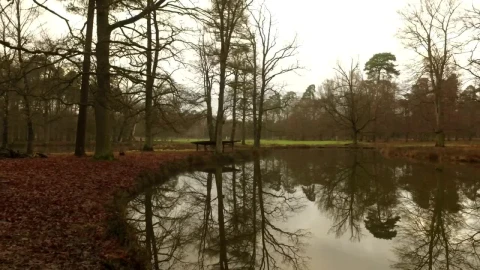 Free Video Stock Small Lake In An Autumnal Forest On A Cloudy Day Live Wallpaper - Free Live Wallpaper