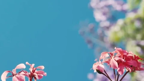 Free Video Stock Small Pink Flowers Live Wallpaper - Free Live Wallpaper