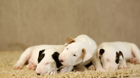Free Video Stock Small Puppies Of The Bull Terrier Breed On A Carpet Live Wallpaper - Free Live Wallpaper