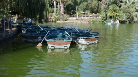 Free Video Stock Small Rowing Boats In A Park Lake Live Wallpaper - Free Live Wallpaper