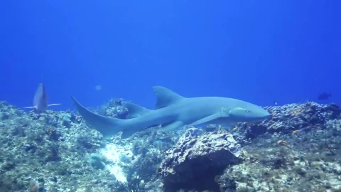 Free Video Stock Small Shark Swimming Live Wallpaper - Free Live Wallpaper