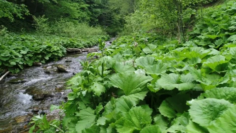 Free Video Stock Small Stream In Nature Slow Motion Live Wallpaper - Free Live Wallpaper