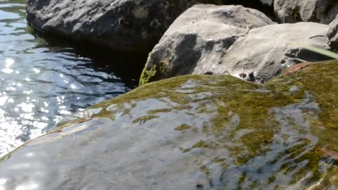 Free Video Stock Small Stream Running Over Rocks Live Wallpaper - Free Live Wallpaper