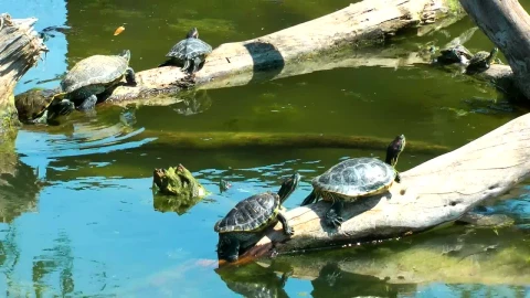 Free Video Stock Small Turtles Basking In The Sun Live Wallpaper - Free Live Wallpaper