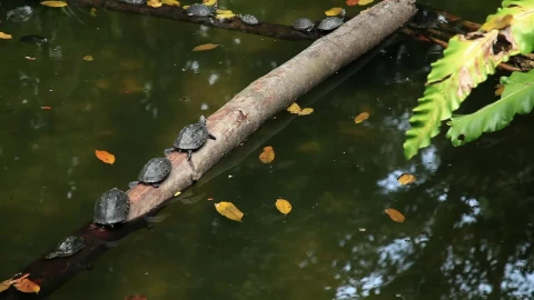 Free Video Stock Small Turtles Resting On A Log In A Pond Live Wallpaper - Free Live Wallpaper