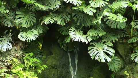 Free Video Stock Small Waterfall Between Plants Live Wallpaper - Free Live Wallpaper