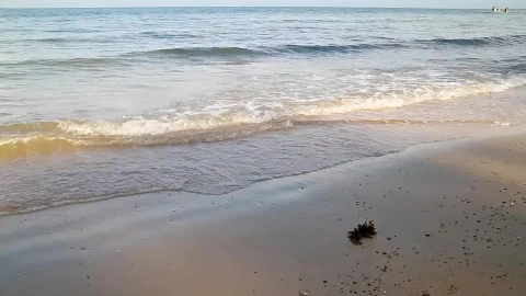 Free Video Stock Small Waves And Seaweed Live Wallpaper - Free Live Wallpaper