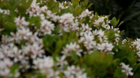 Free Video Stock Small White Flowers In The Garden Live Wallpaper - Free Live Wallpaper