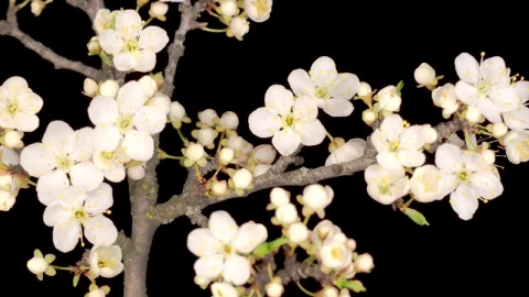 Free Video Stock Small White Flowers On A Branch Opening Their Petals Live Wallpaper - Free Live Wallpaper
