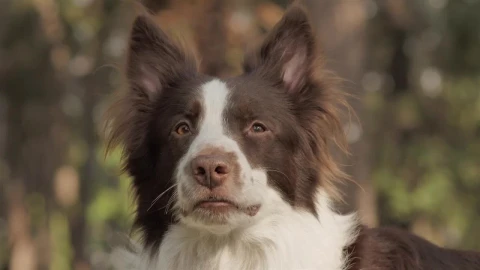 Free Video Stock Smiling Dog Live Wallpaper - Free Live Wallpaper