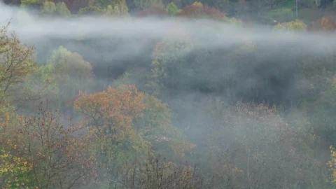 Free Video Stock Smoke From A Woodland Fire Live Wallpaper - Free Live Wallpaper