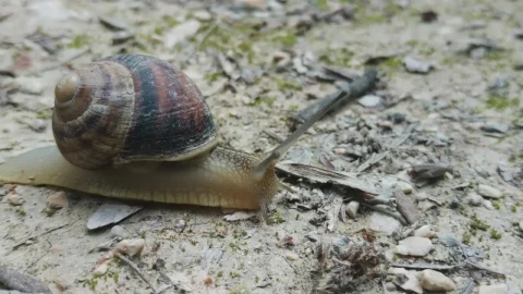 Free Video Stock Snail Crawling On The Ground Live Wallpaper - Free Live Wallpaper