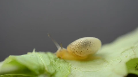 Free Video Stock Snail Eating Through A Leaf Live Wallpaper - Free Live Wallpaper