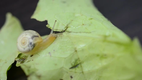 Free Video Stock Snail Heading Over A Fallen Leaf Live Wallpaper - Free Live Wallpaper