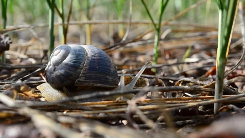 Free Video Stock Snail Moving Through A Garden Live Wallpaper - Free Live Wallpaper