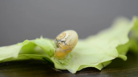 Free Video Stock Snail Moving Over A Leaf Live Wallpaper - Free Live Wallpaper