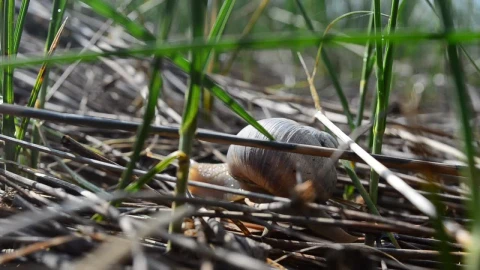 Free Video Stock Snail Moving Through Grass Live Wallpaper - Free Live Wallpaper