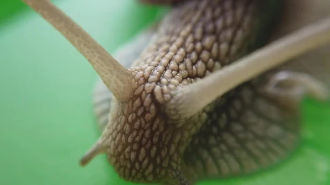 Free Video Stock Snail On A Leaf Of A Tree In A Very Live Wallpaper - Free Live Wallpaper