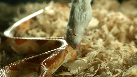 Free Video Stock Snake Attacking A Dead Mouse Live Wallpaper - Free Live Wallpaper