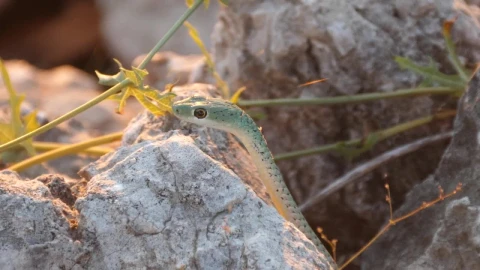 Free Video Stock Snake Hiding In The Rocks Live Wallpaper - Free Live Wallpaper
