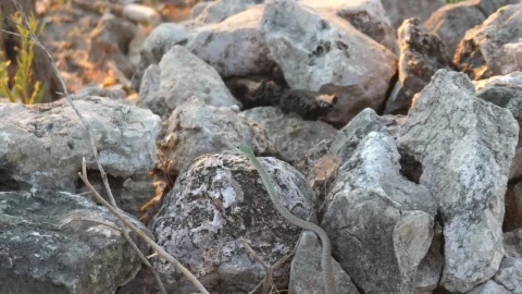 Free Video Stock Snake Hunting A Lizard Live Wallpaper - Free Live Wallpaper