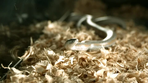 Free Video Stock Snake Moving In Slow Motion Live Wallpaper - Free Live Wallpaper