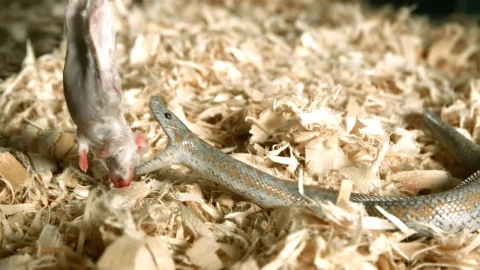 Free Video Stock Snake Injecting Venom On A Rat Live Wallpaper - Free Live Wallpaper