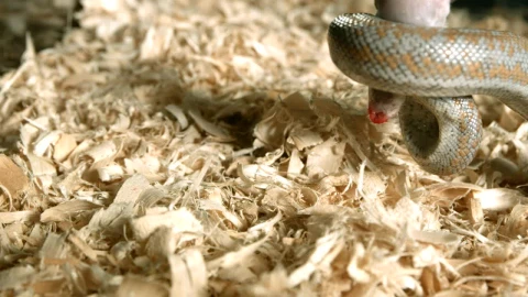 Free Video Stock Snake Wrapped Around A Rat Live Wallpaper - Free Live Wallpaper
