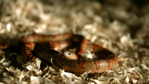 Free Video Stock Snake With Tongue Out In A Slow Motion Live Wallpaper - Free Live Wallpaper