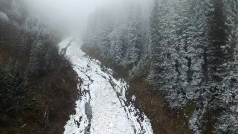 Free Video Stock Snow Avalanche In The Middle Of A Pine Forest Live Wallpaper - Free Live Wallpaper