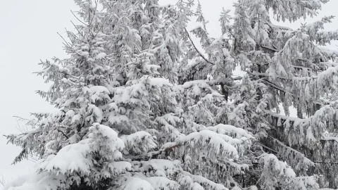Free Video Stock Snow Covered Branches Moved By The Wind Live Wallpaper - Free Live Wallpaper