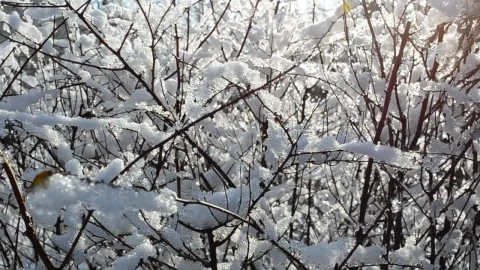 Free Video Stock Snow Covered Bush Live Wallpaper - Free Live Wallpaper