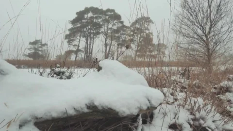 Free Video Stock Snow Covered Forest Live Wallpaper - Free Live Wallpaper