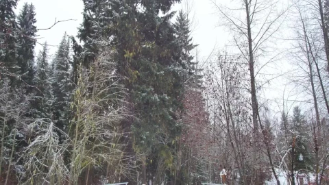 Free Video Stock Snow Covered Ground A Canadian Forest Live Wallpaper - Free Live Wallpaper