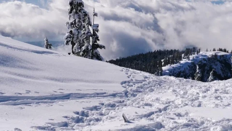 Free Video Stock Snow Covered Hill In A Pine Forest Live Wallpaper - Free Live Wallpaper