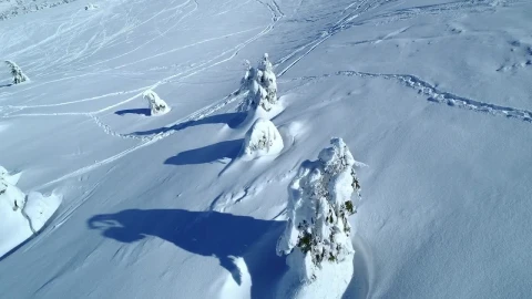 Free Video Stock Snow Covered Pine Trees Near A Ski Station Live Wallpaper - Free Live Wallpaper
