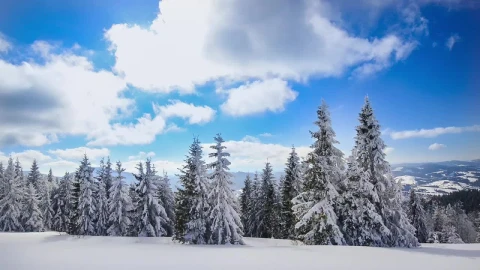 Free Video Stock Snow Covered Pine Trees On A Sunny Day Live Wallpaper - Free Live Wallpaper