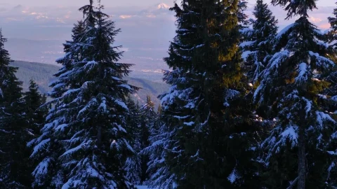 Free Video Stock Snow Covered Pines In A Canadian Forest Live Wallpaper - Free Live Wallpaper