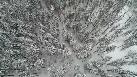 Free Video Stock Snow Covered Pines Top Aerial View Live Wallpaper - Free Live Wallpaper