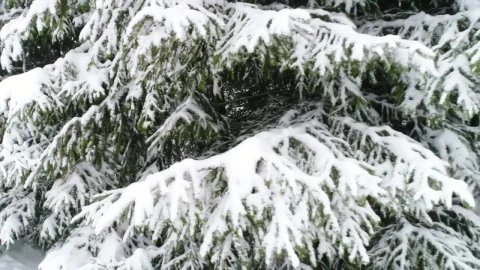 Free Video Stock Snow Covered Road By A Winter Forest Live Wallpaper - Free Live Wallpaper