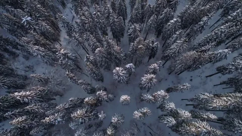 Free Video Stock Snow Covered Thin Pine Trees In The Forest Top Shot Live Wallpaper - Free Live Wallpaper