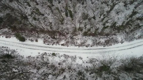 Free Video Stock Snow Covered Tracks Between Woodland Live Wallpaper - Free Live Wallpaper