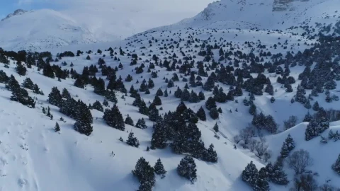 Free Video Stock Snow Covered Trees Across A Mountain Live Wallpaper - Free Live Wallpaper