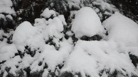 Free Video Stock Snow Covered Woodland Live Wallpaper - Free Live Wallpaper
