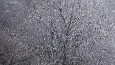 Free Video Stock Snow Covering A Forest And Fields Live Wallpaper - Free Live Wallpaper