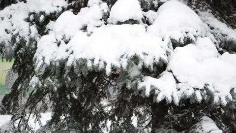 Free Video Stock Snow Covering A Forest Live Wallpaper - Free Live Wallpaper