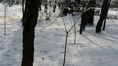 Free Video Stock Snow Covering A Park Live Wallpaper - Free Live Wallpaper