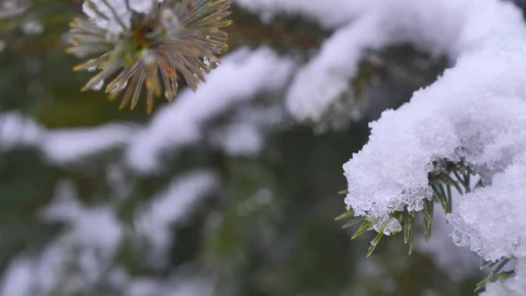 Free Video Stock Snow Covering A Pine Tree Leaves Live Wallpaper - Free Live Wallpaper