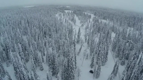 Free Video Stock Snow Dusted Trees In The Woods Live Wallpaper - Free Live Wallpaper